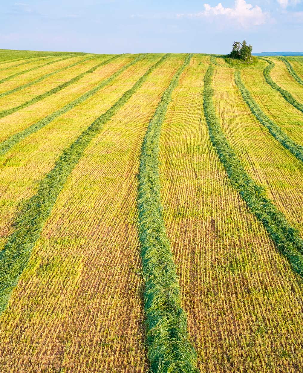 Campo cosechado, uso de fitosanitarios