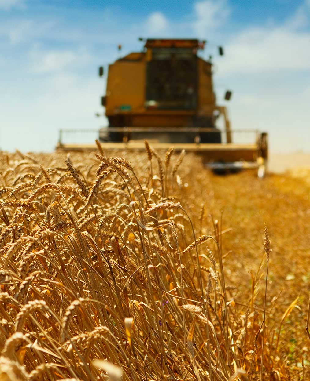 Cosechadora en un campo de trigo