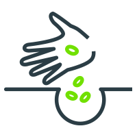 semillas-producción Producción de semillas agrícolas