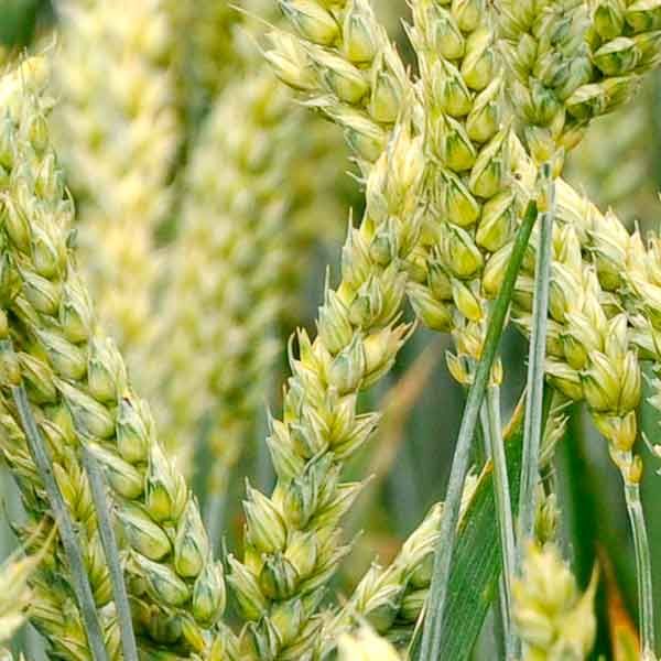 semillas Producción y venta de semillas de trigo blando