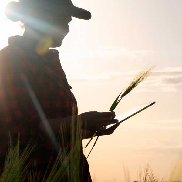 Técnico evaluando una planta de trigo