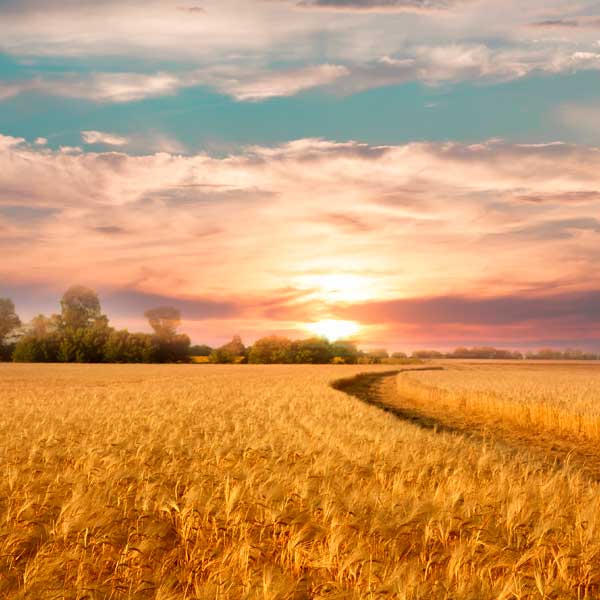 herbicidas Campo de cereal puesta de sol