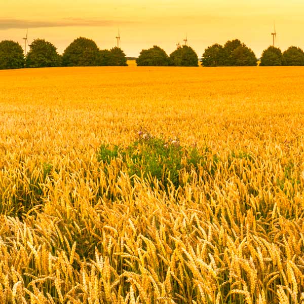herbicidas2 Malas hierbas en campo de cereal
