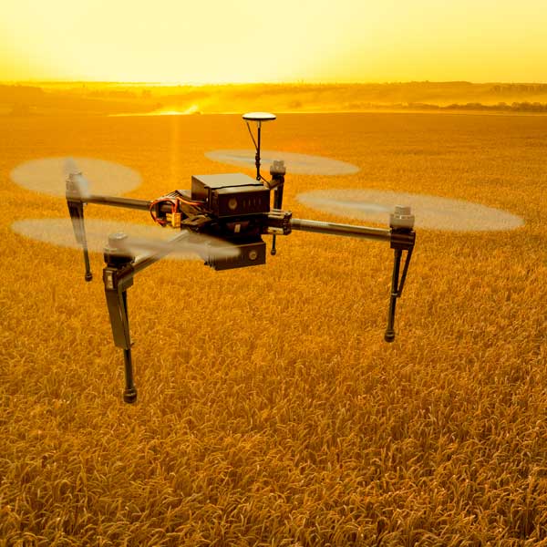insecticidas1 Dron sobrevolando campos de cereal