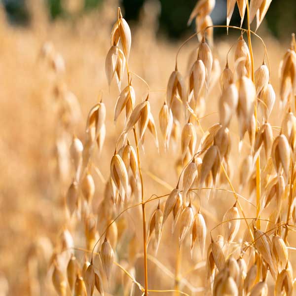 semillas-de-avena Producción y venta de semillas de avena
