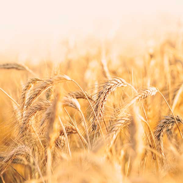 semillas-de-triticale Venta de semillas de triticale