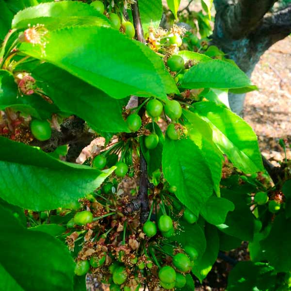Árboles con frutos
