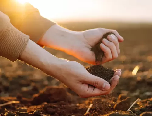 Forjando un Futuro Verde: eAgronom y su Compromiso con la Agricultura Sostenible