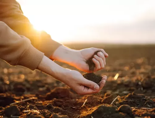 Forjando un Futuro Verde: eAgronom y su Compromiso con la Agricultura Sostenible