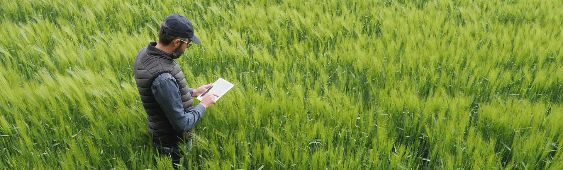 Agricultor en cultivo introduciendo datos en el cuaderno digital de explotación agrícola