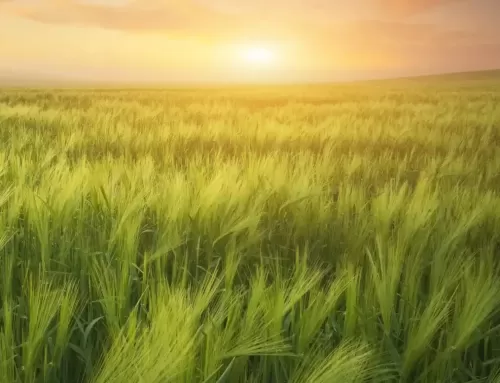 Agricultura extensiva en Aragón