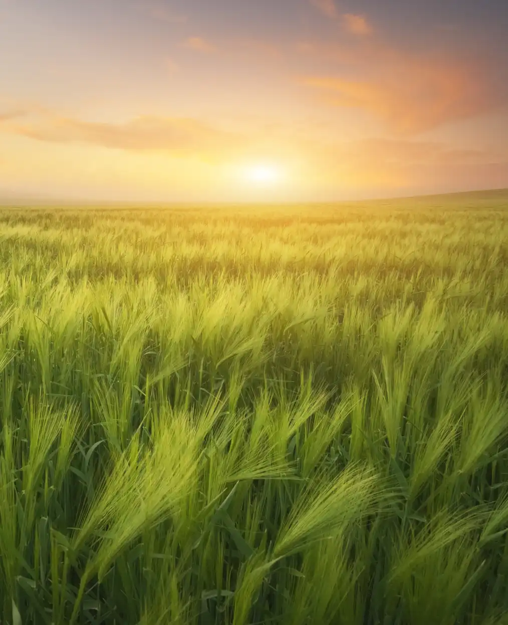 Agricultura extensiva en Aragón